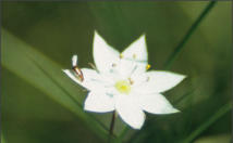 Siebenstern (Trientalis europaea), Fichten- und Moorbirkenwälder, liebt feuchten, moosigen Sand- oder Lehmboden, fotografiert: Rennsteiggarten Oberhof, leider unscharf