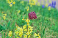 Schachbrettblume, Kiebitzei (Fritillaria meleagris)Rennsteiggaren Oberhof