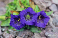 Stengelloser Enzian (Gentiana acaulis L.s.str.)