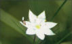 Siebenstern (Trientalis europaea), Fichten- und Moorbirkenwälder, liebt feuchten, moosigen Sand- oder Lehmboden, fotografiert: Rennsteiggarten Oberhof, leider unscharf