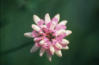 Bunte Kronwicke (Coronilla varia)