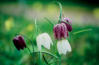 Schachbrettblume, Kiebitzei (Fritillaria meleagris)Rennsteiggaren Oberhof