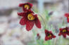 Rote Kuhschelle (Pulsatilla rubra)