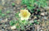 Gelbliche Kuhschelle (Pusatilla patens ssp. flavescens)Rennsteiggarten Ober