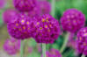 Gebirgs - Primel (Primula alpicola Stapf)